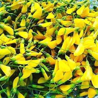 Bông điên điển