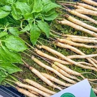 Củ nhân sâm tươi Hàn Quốc