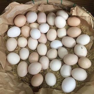 Trứng gà ta - trứng gà ác - trứng gà omega 3 giá sỉ