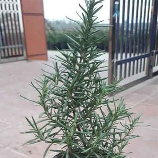 Lá hương thảo rosemary (cây mê điệt) khô - tươi - Cây hương thảo