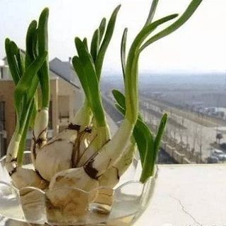 Tỏi lá