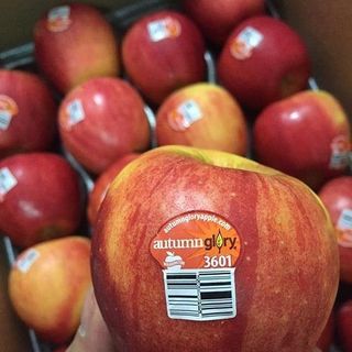 Táo Autumn Glory s100 Mỹ