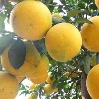 bưởi diễn loại 1