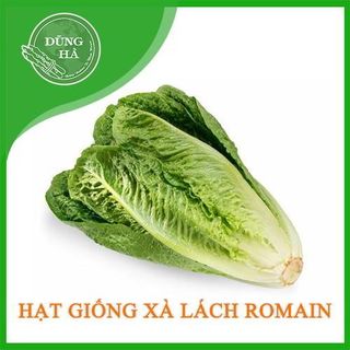 Hạt giống xà lách romaine giá sỉ