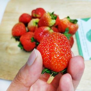 Dâu Tây Đà Lạt - Dâu Tây Mộc Châu