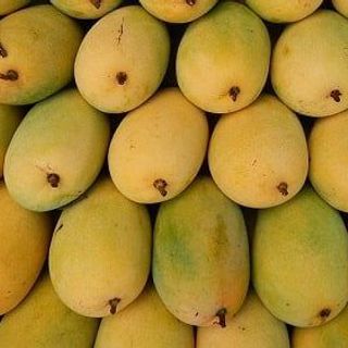 Xoài cát Hòa Lộc