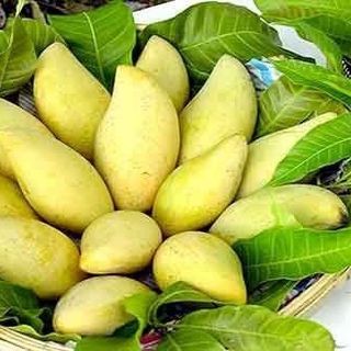 Xoài cát Hòa Lộc