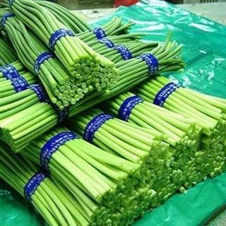 Ngồng tỏi