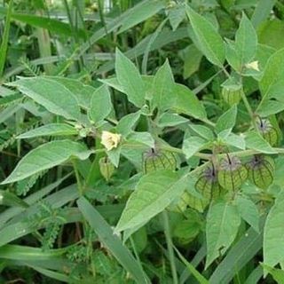 Rau tầm bóp