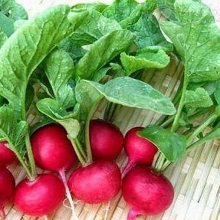 Củ cải đỏ Đà Lạt