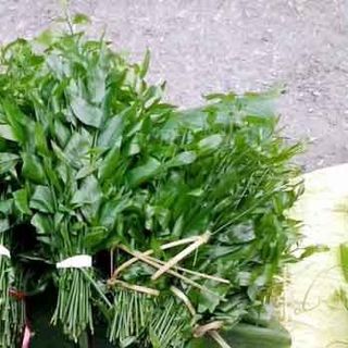 Rau sắng - Rau ngót rừng