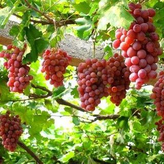 Nho xanh, nho đỏ Úc