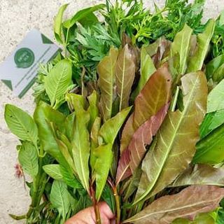 Rau rừng Tây Ninh (lá cóc, rau sao nhái, rau quế vị)