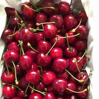 cherry nhập khẩu giá sỉ
