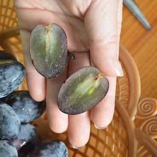 Nho đen không hạt Chile