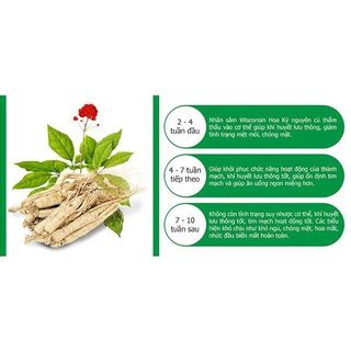 [Chính hãng] Nhân Sâm Wisconsin Hoa Kỳ (Sâm Mỹ), Loạị đặc biệt 6 tuổi : Bồi Bổ Sức Khỏe, Tăng Sức Đề Kháng...