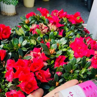 Sasaki wite viên uống trắng da