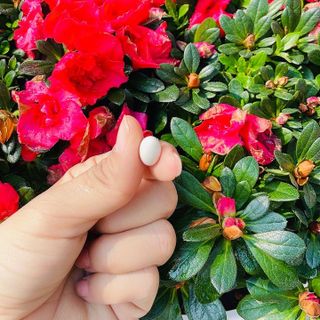 Sasaki wite viên uống trắng da