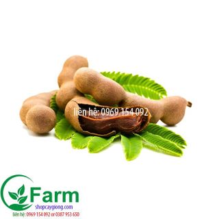 cây me ngọt thái