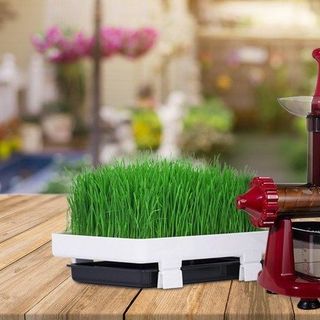 Máy ép chậm cỏ lúa mì lexen