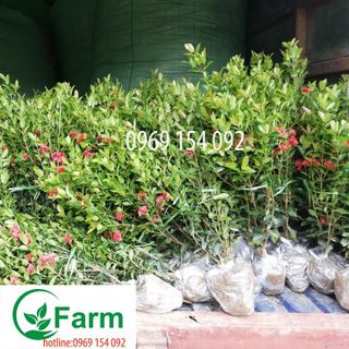 cây hoa  mẫu đơn nhật giống
