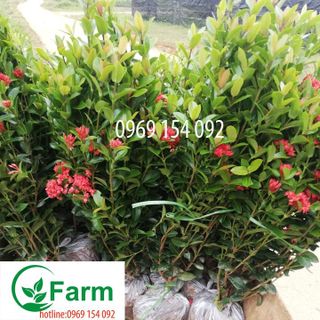 cây hoa  mẫu đơn nhật giống