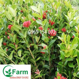 cây hoa  mẫu đơn nhật giống