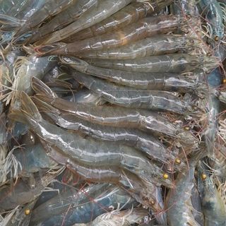 TÔM THẺ THỊT TƯƠI SỐNG