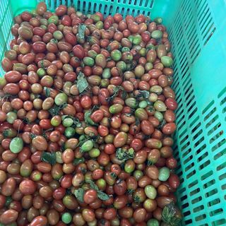 Cà Chua Cherry