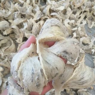 Yến lông -Yến còn lông- Yến thô- Yến lông Nha Trang- Yến lông Khánh Hòa.