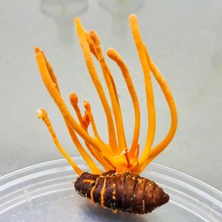 HATACO VIỆT NAM THÔNG BÁO TUYỂN ĐẠI LÝ PHÂN PHỐI NẤM ĐÔNG TRÙNG HẠ THẢO TRÊN TOÀN QUỐC