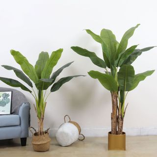 Cây chuối cảnh trang trí nội thất