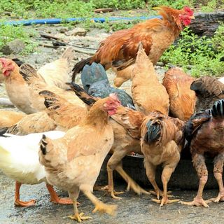 Trang trại gà Amarillo chuyên cung cấp thịt gà hữu cơ trên toàn quốc giá sỉ
