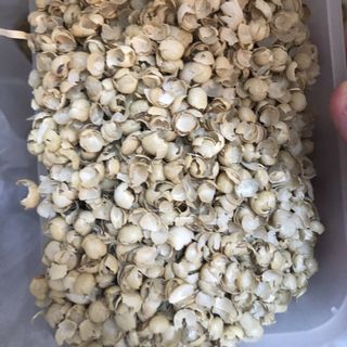 Vỏ đậu nành (Làm thức ăn chăn nuôi)