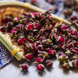 Nụ hồng tây tạng