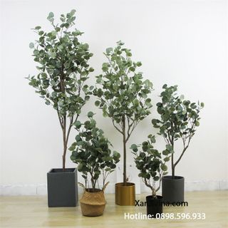 Cây bạch đàn trang trí giá sỉ