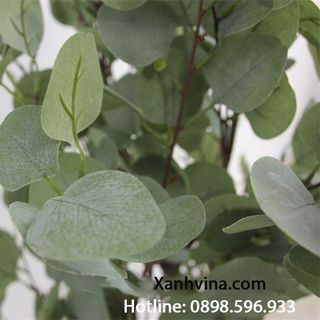 Cây bạch đàn trang trí giá sỉ