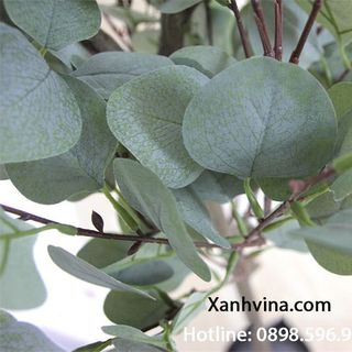 Cây bạch đàn trang trí giá sỉ
