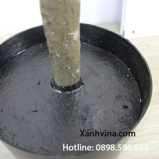 Cây bạch đàn trang trí giá sỉ