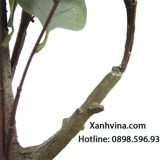 Cây bạch đàn trang trí giá sỉ