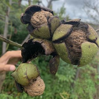 1KG QUẢ ÓC CHÓ NẾP