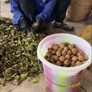 1KG QUẢ ÓC CHÓ NẾP