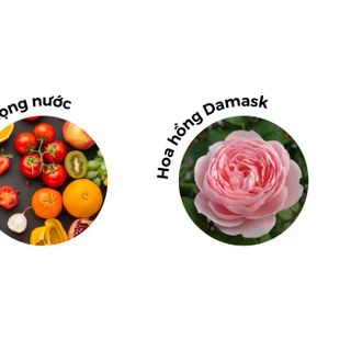 Nước Hoa Adopt' Absolu D'amour 30ML