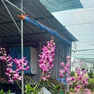 Hoa lan