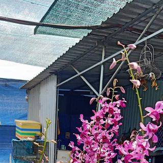 Hoa lan