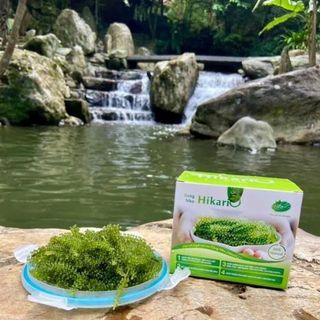 [THÙNG] RONG NHO - HIKARIO - 80 HỘP/THÙNG