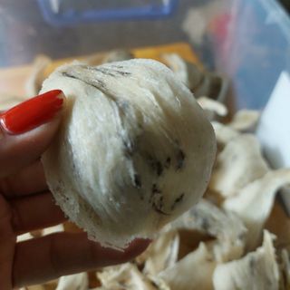 YẾN SÀO THÔ CÒN LÔNG (ít lông)