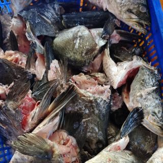 Bột cá biển