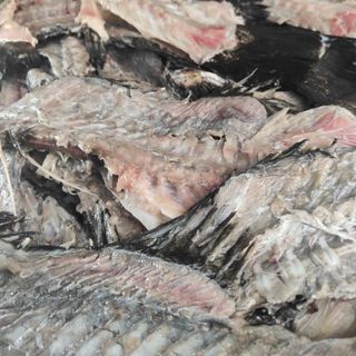 Bột cá biển
