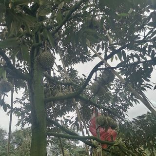 sầu riêng monthong lâm đồng